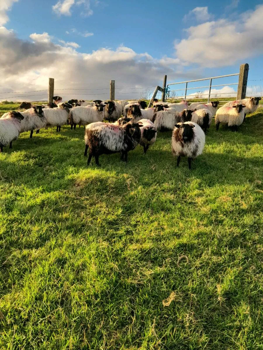 Ewe lambs - Image 3