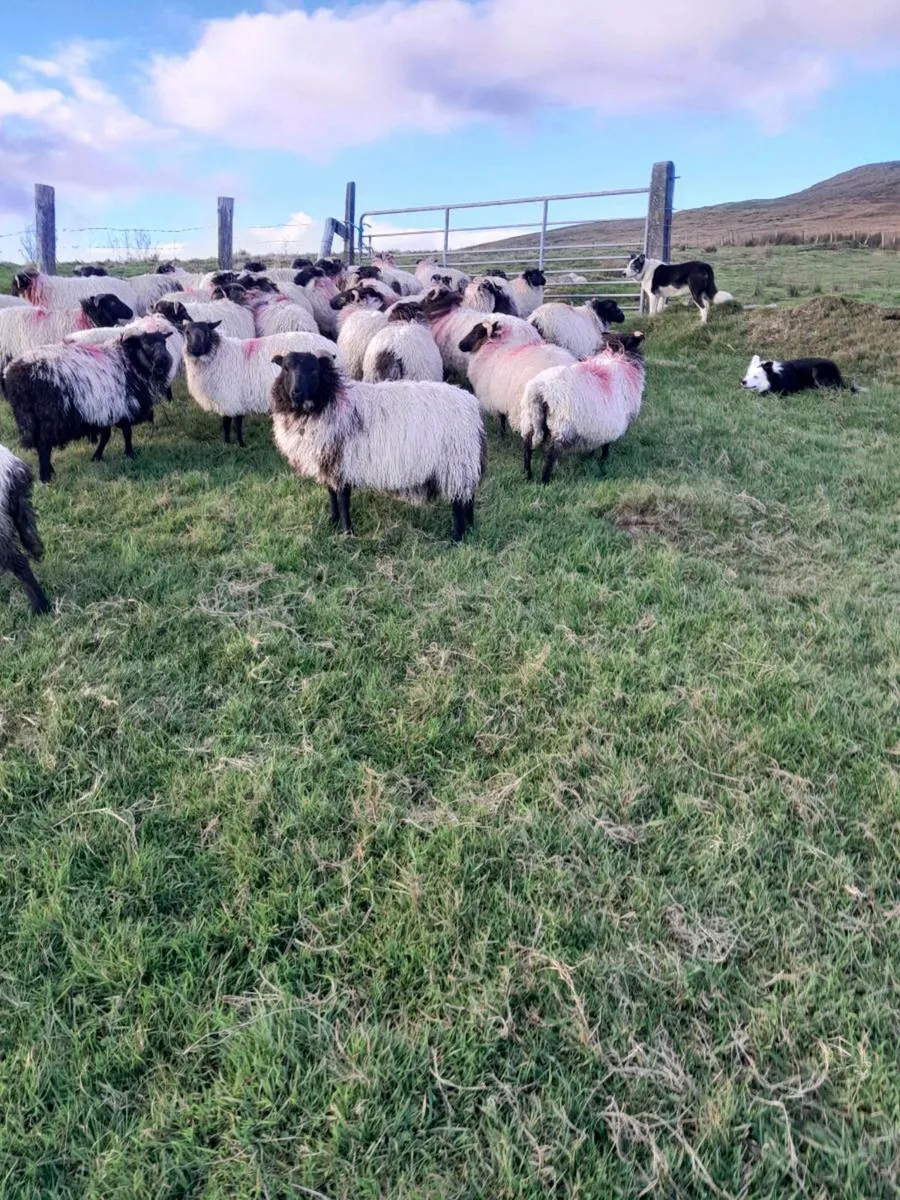 Ewe lambs - Image 4