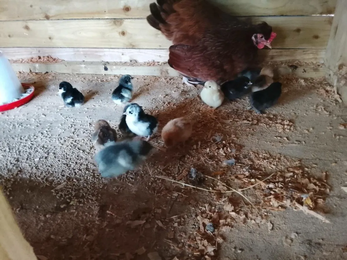 Hen with 13 chicks - Image 1