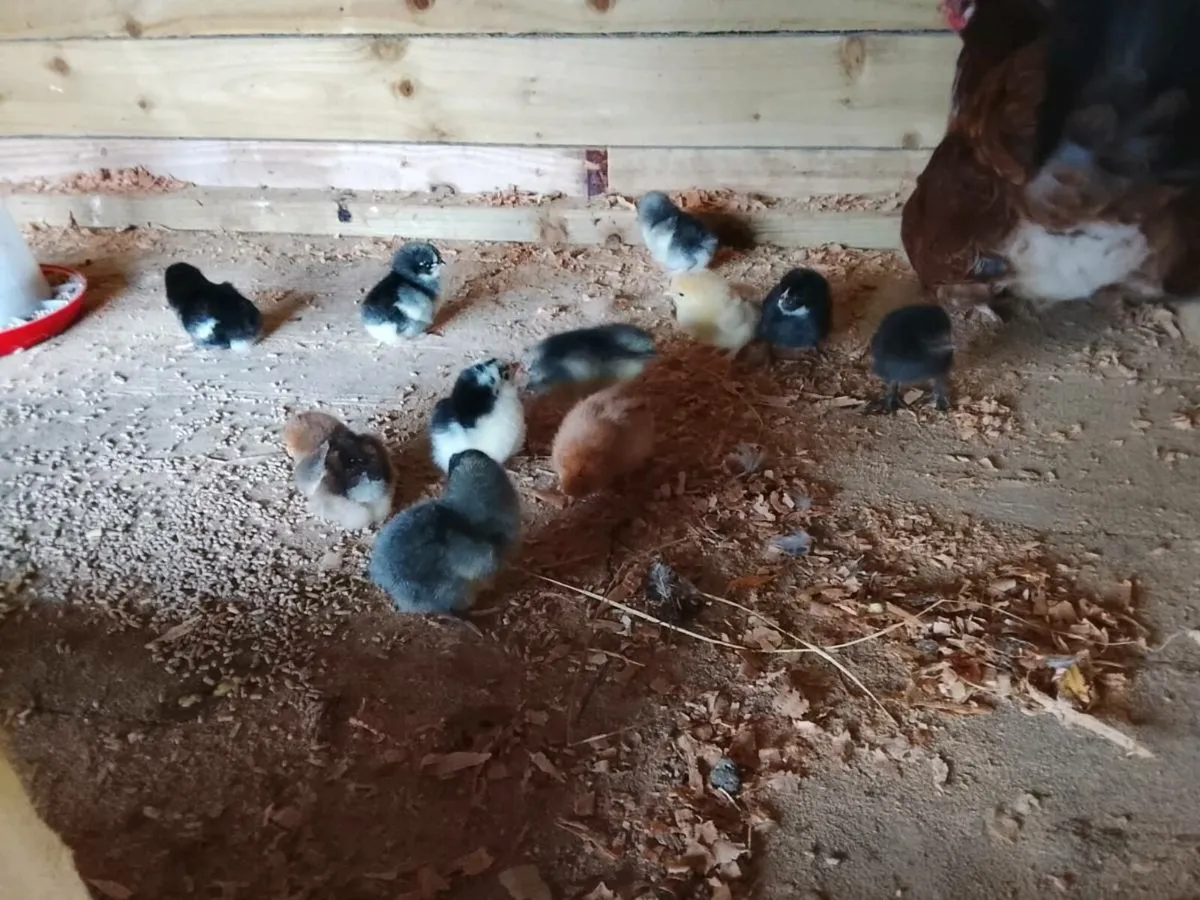 Hen with 13 chicks - Image 2