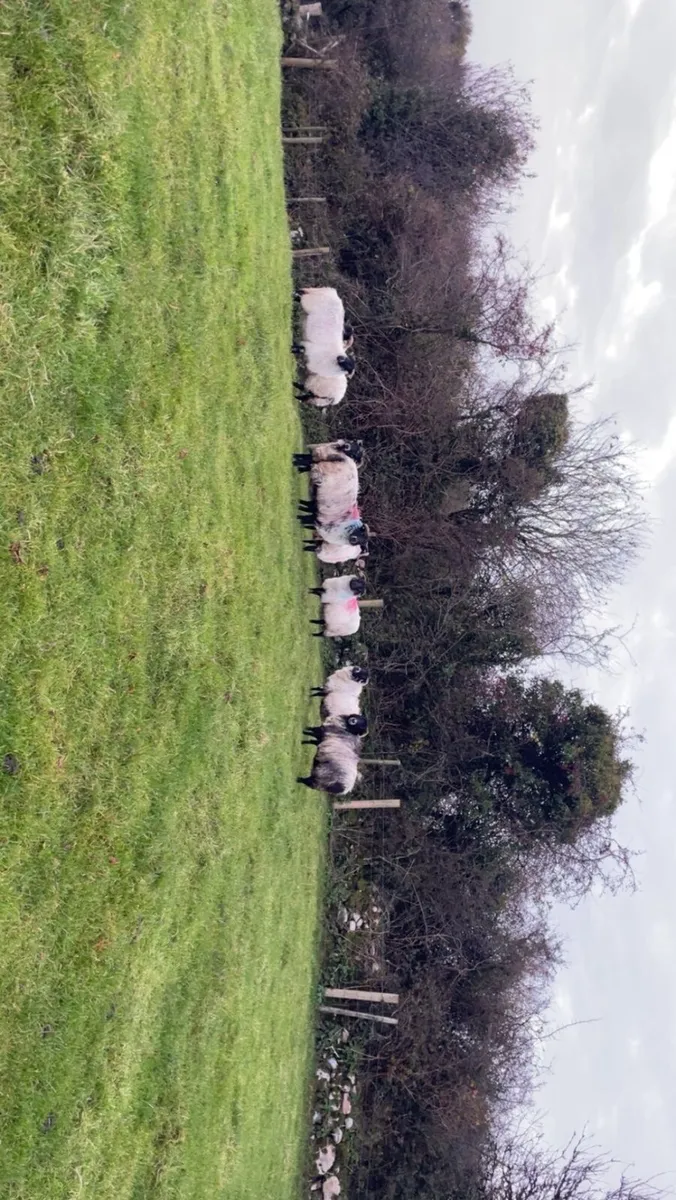 Mayo mountain ewe lambs - Image 4