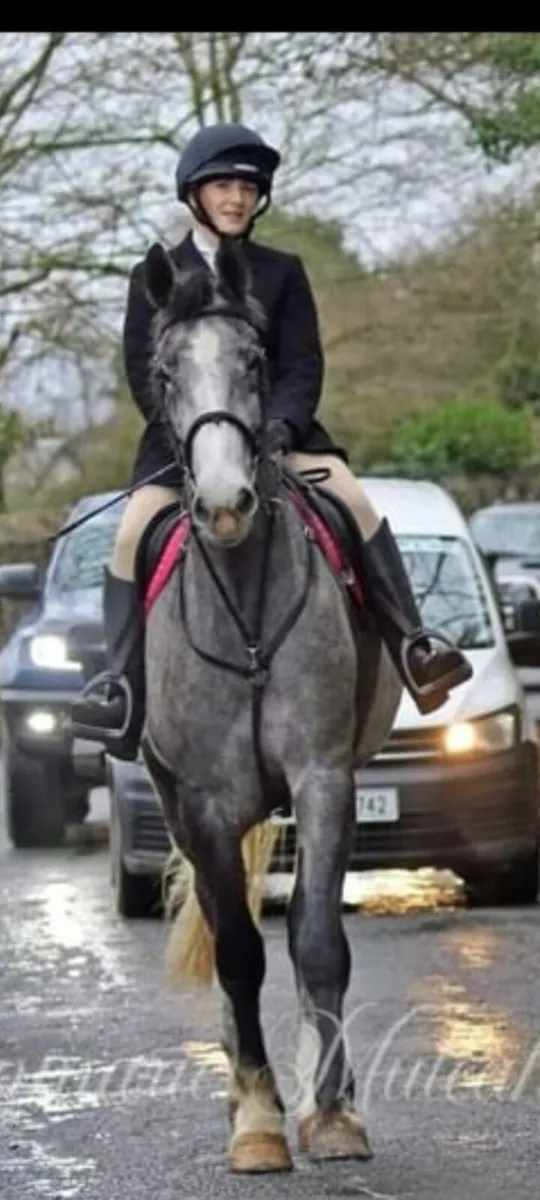 5 yo Luke Skywalker gelding - Image 2