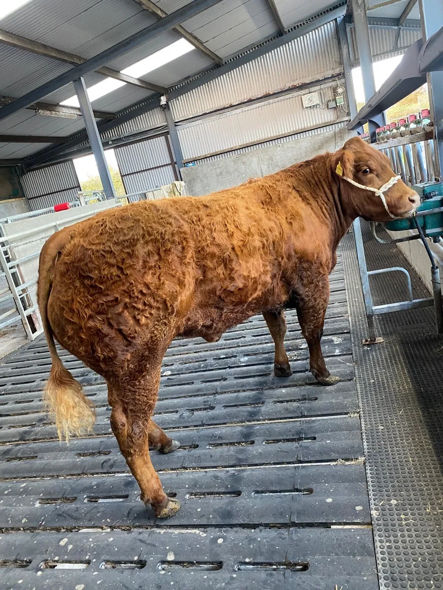 Show Quality Incalf Heifer - Image 1