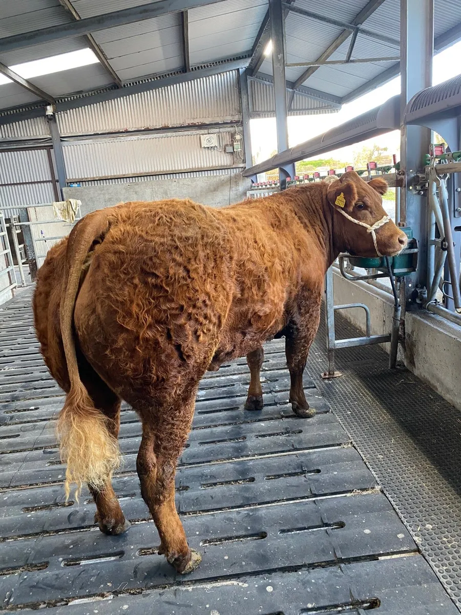 Show Quality Incalf Heifer - Image 2