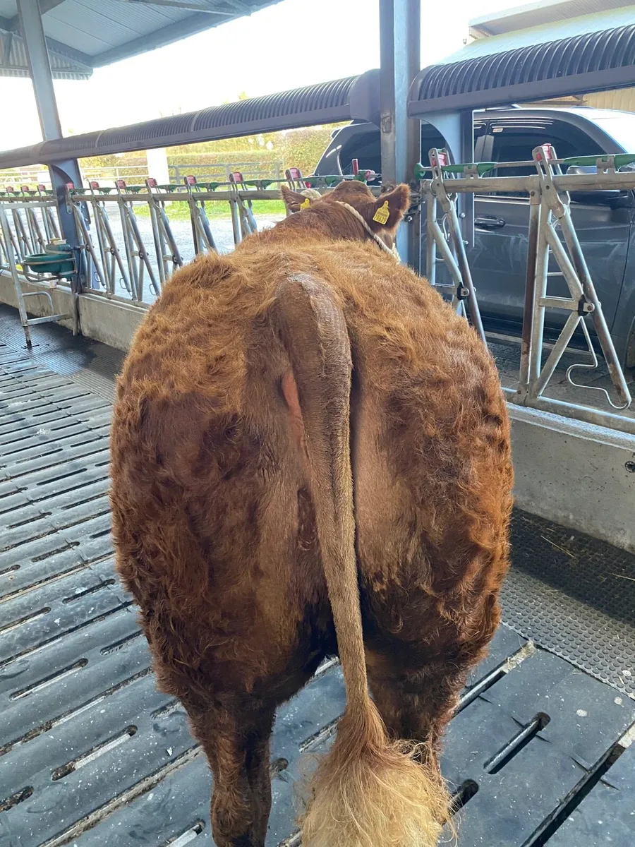 Show Quality Incalf Heifer - Image 3