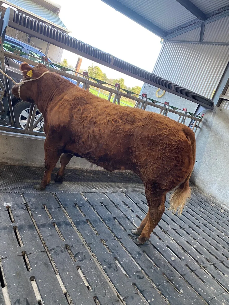 Show Quality Incalf Heifer - Image 4