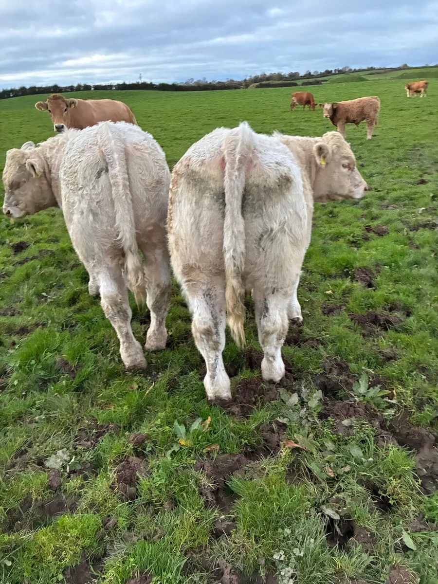 Bull Weanlings - Image 1