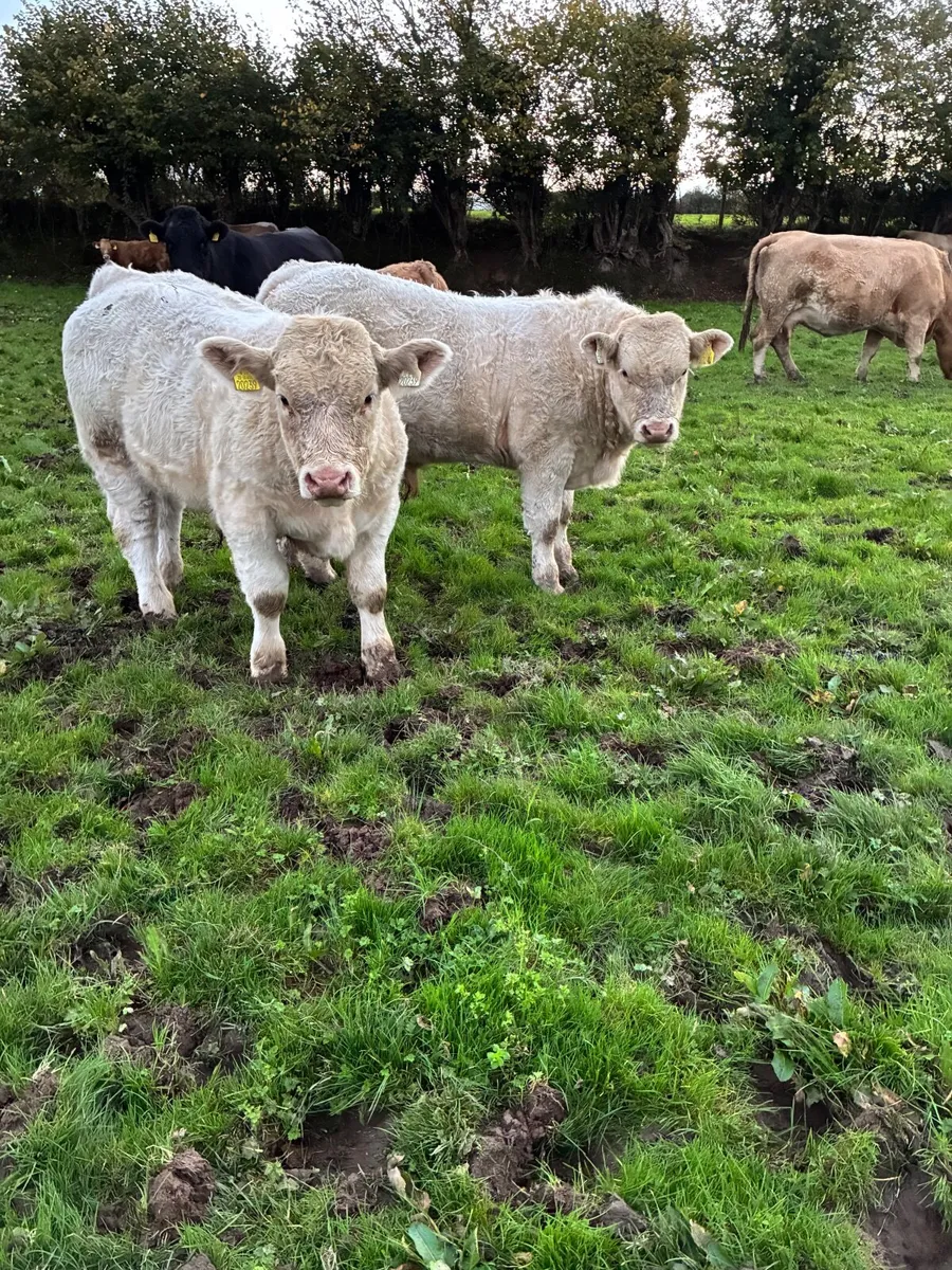 Bull Weanlings - Image 2