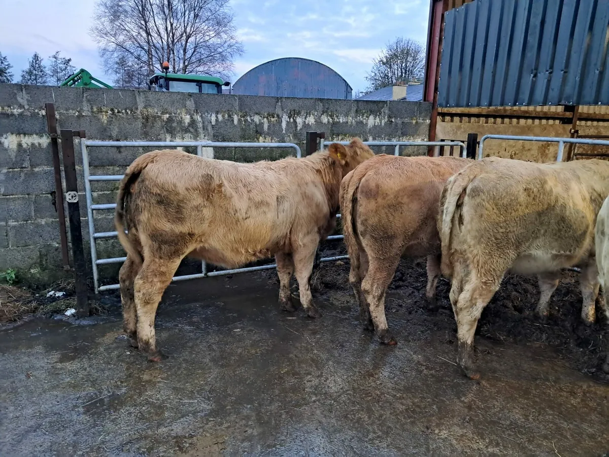 Four super store heifer - Image 1
