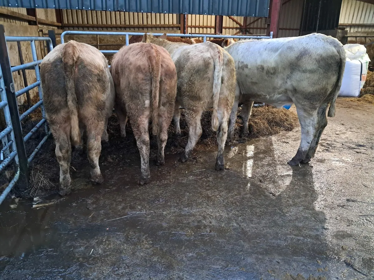 Four super store heifer - Image 2