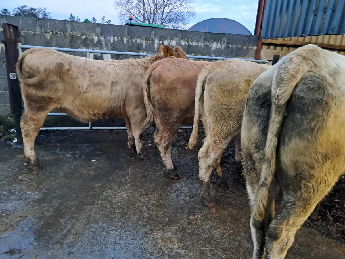 Four super store heifer - Image 3