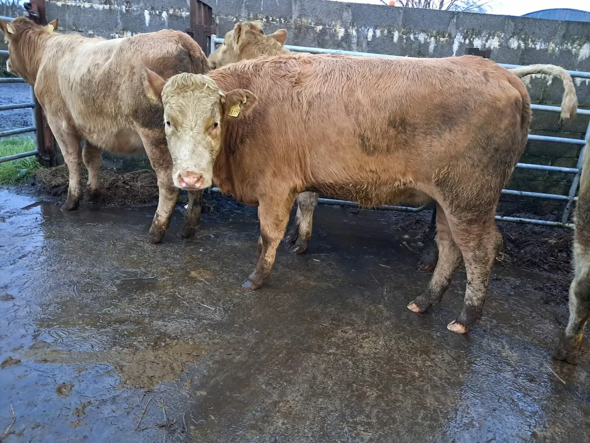 Four super store heifer - Image 4