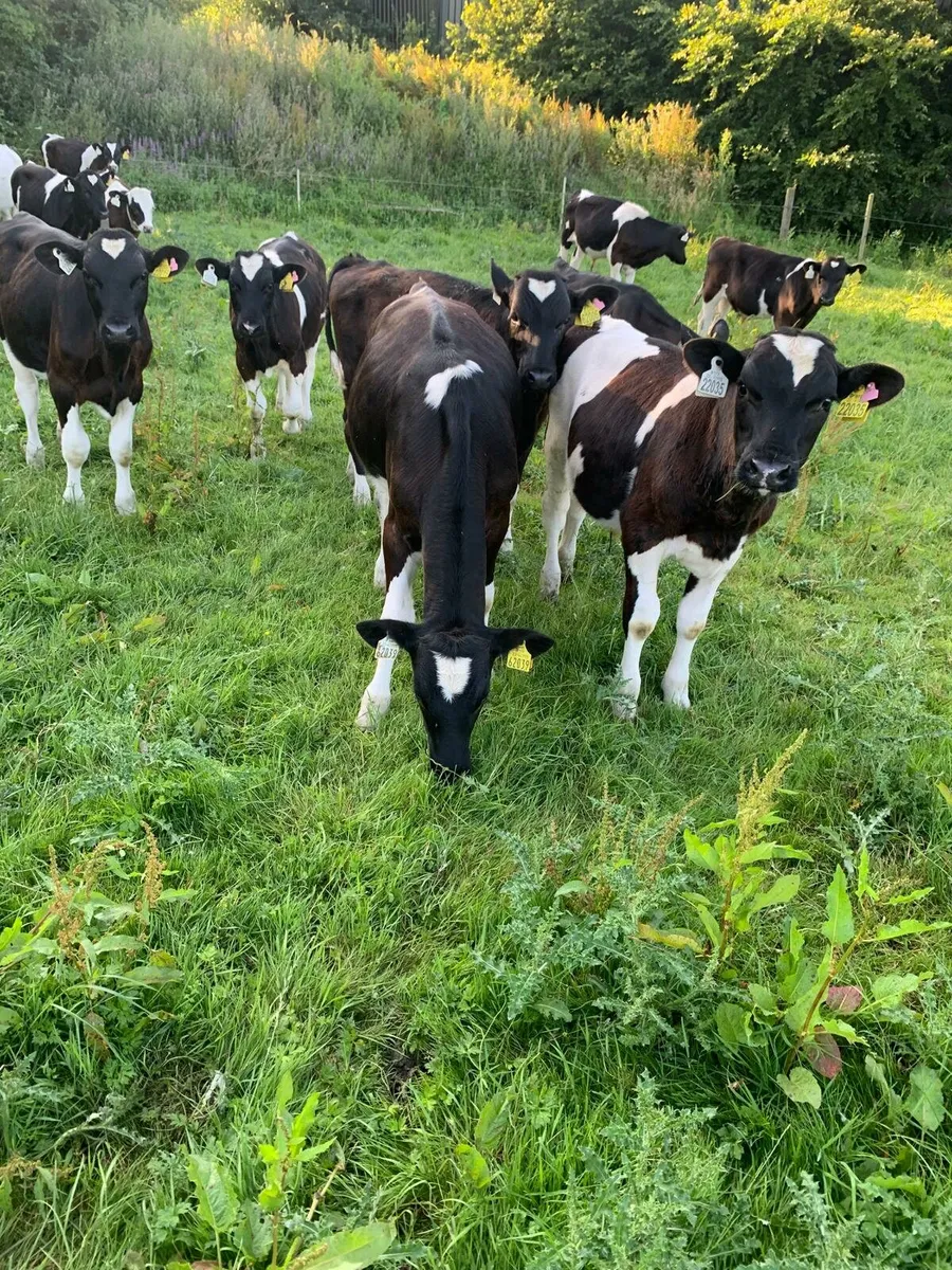 Looking to buy calves