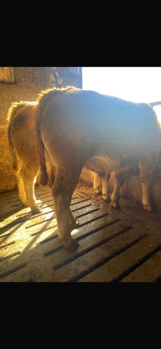 Cattle - Image 1