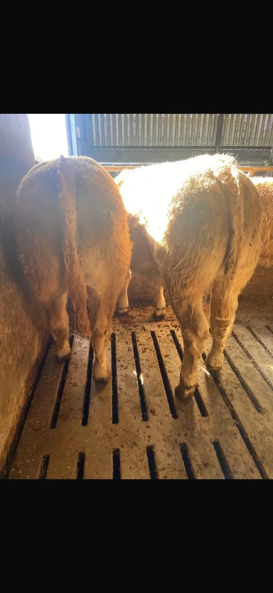 Cattle - Image 2