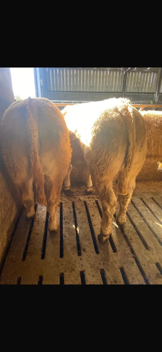 Cattle - Image 3