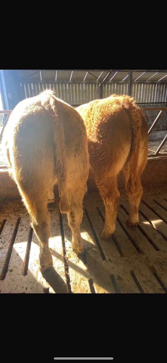 Cattle - Image 4