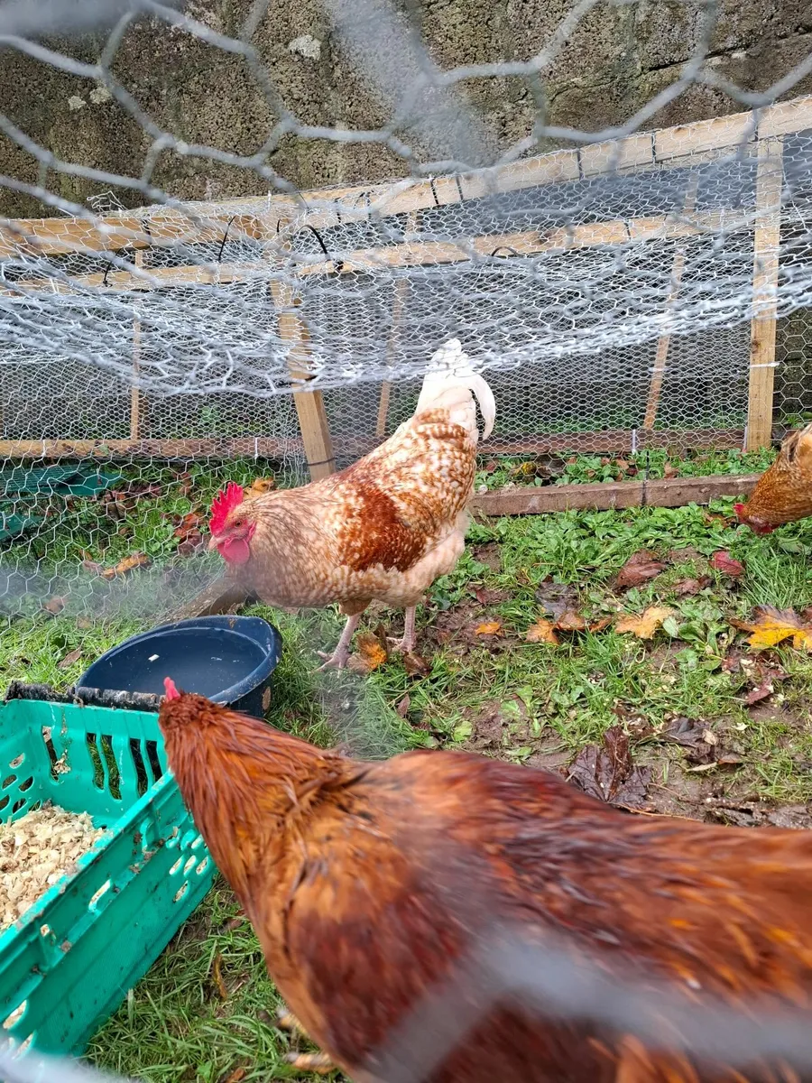 Starter Laying Hens and Roosters For Sale - Image 1