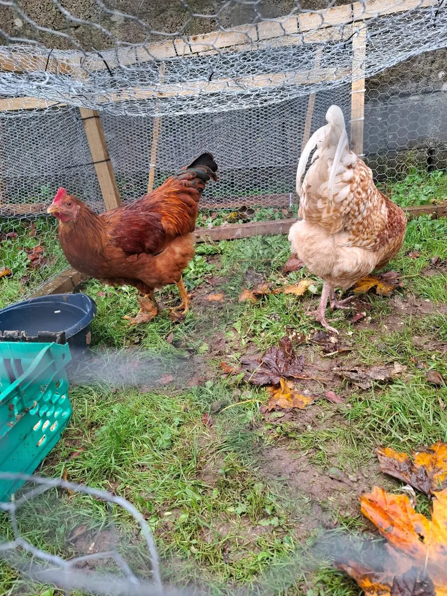 Starter Laying Hens and Roosters For Sale - Image 2