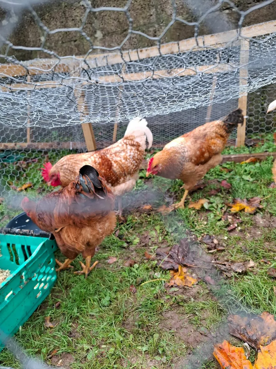 Starter Laying Hens and Roosters For Sale - Image 3