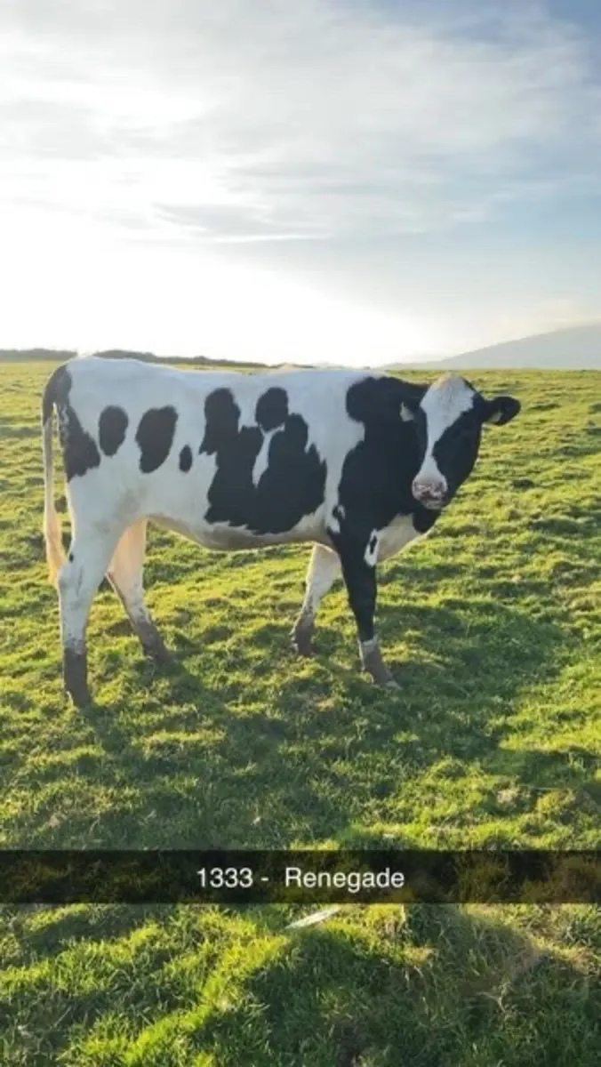 ⭐️ PB FR In Calf Heifers-Gortatlea Sale 29/10/25⭐️ - Image 2