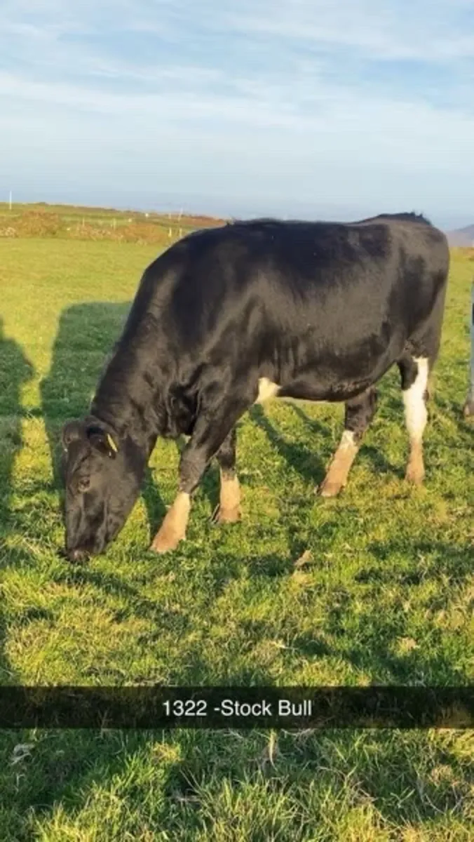 ⭐️ PB FR In Calf Heifers-Gortatlea Sale 29/10/25⭐️ - Image 3