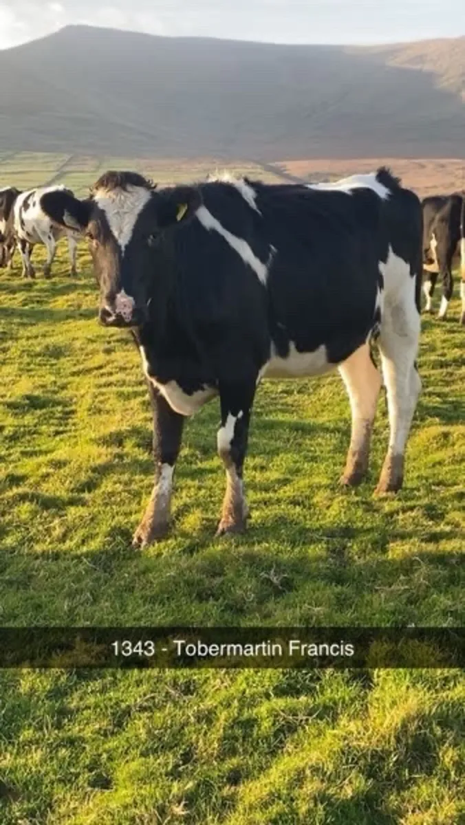 ⭐️ PB FR In Calf Heifers-Gortatlea Sale 29/10/25⭐️ - Image 4