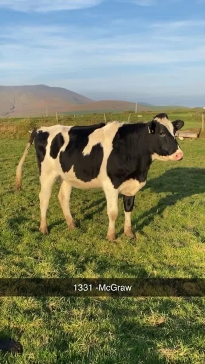 ⭐️ PB FR In Calf Heifers-Gortatlea Sale 29/10/25⭐️ - Image 1