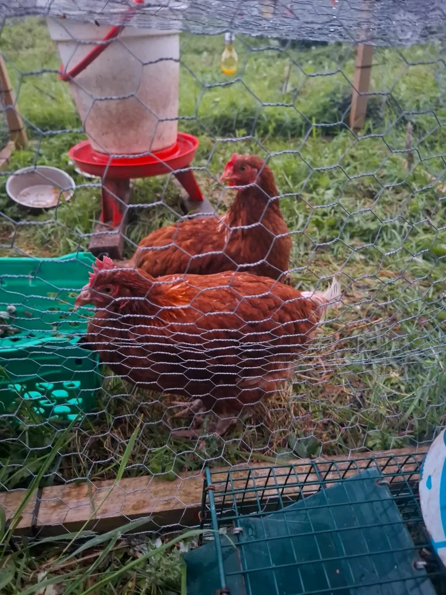 Starter Laying Hens and Roosters For Sale - Image 4