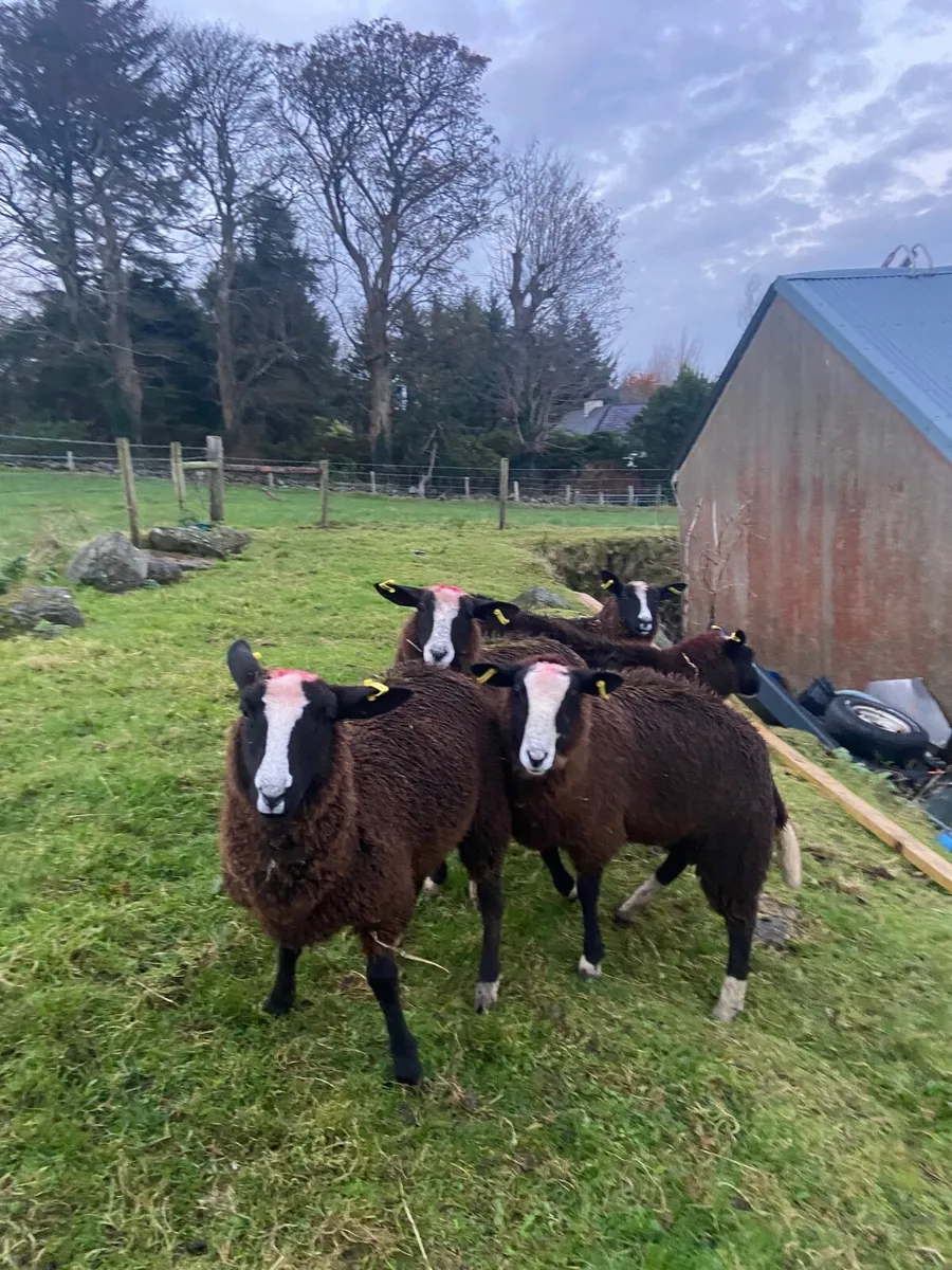 SHEEP - Image 2