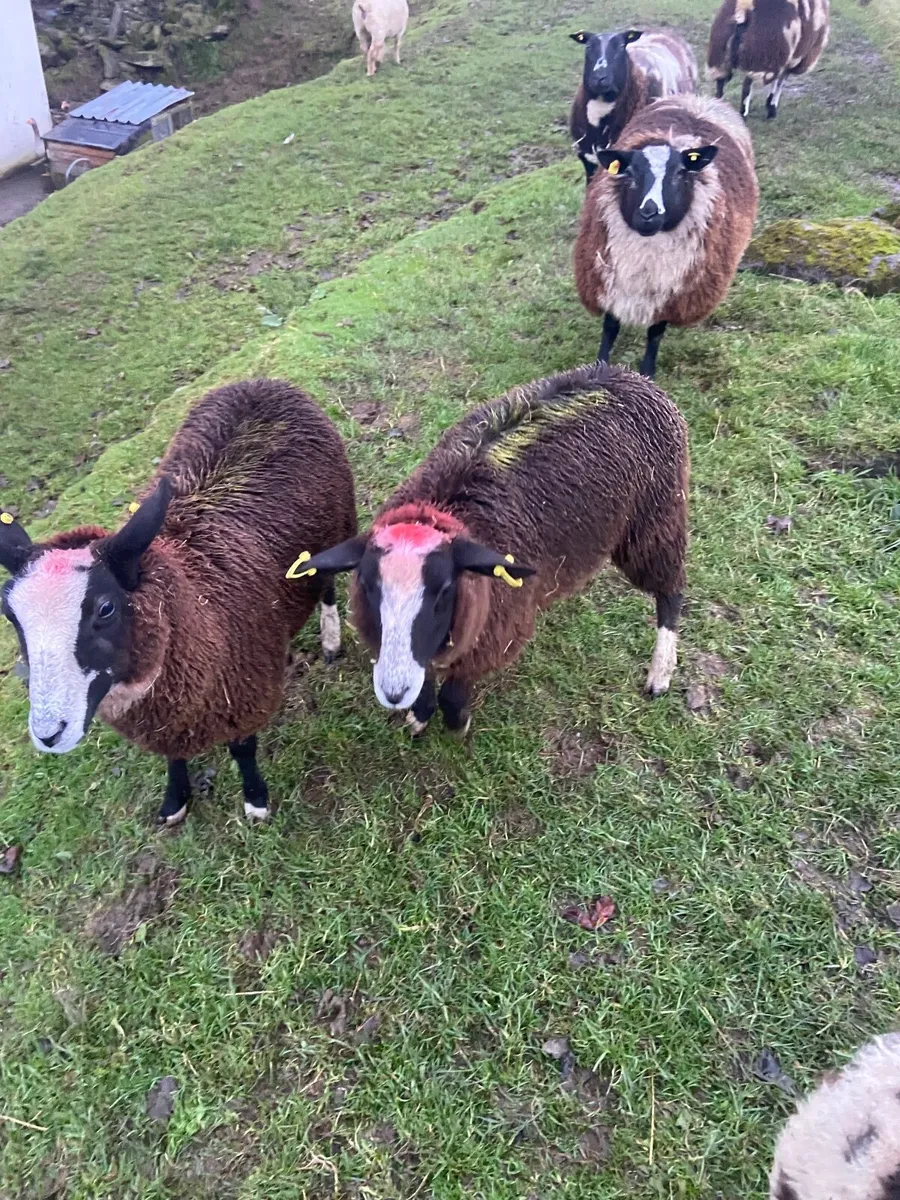 SHEEP - Image 3