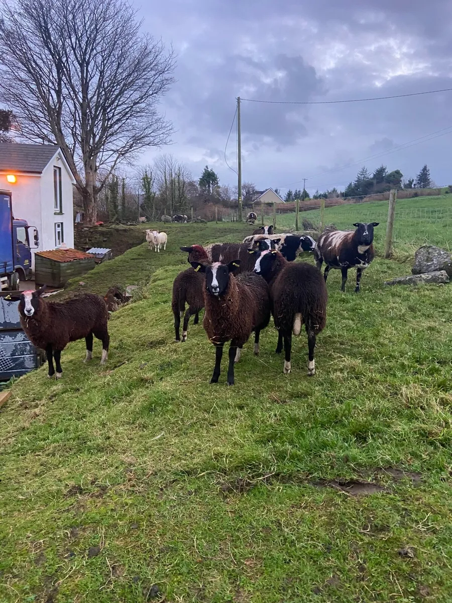 SHEEP - Image 4