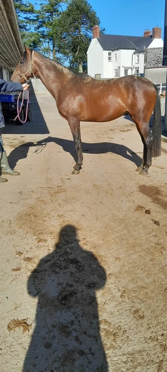 2yr Thoroughbred Gelding - Image 3