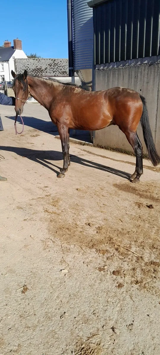 2yr Thoroughbred Gelding - Image 4