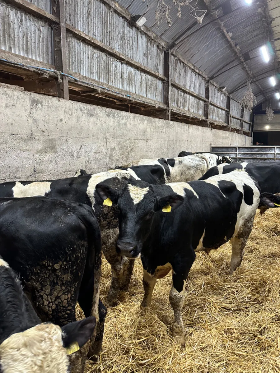 Friesian bulls - Image 4