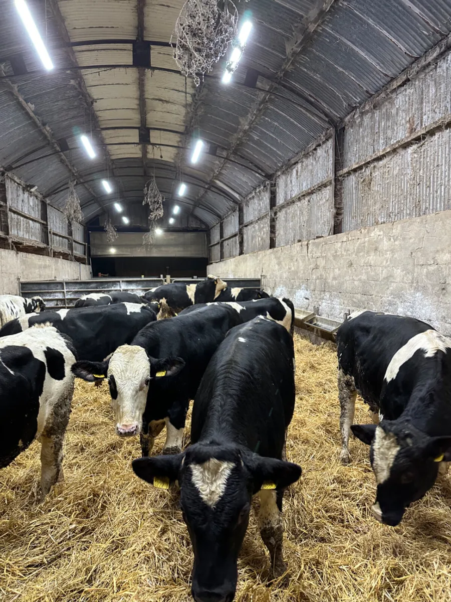 Friesian bulls - Image 3