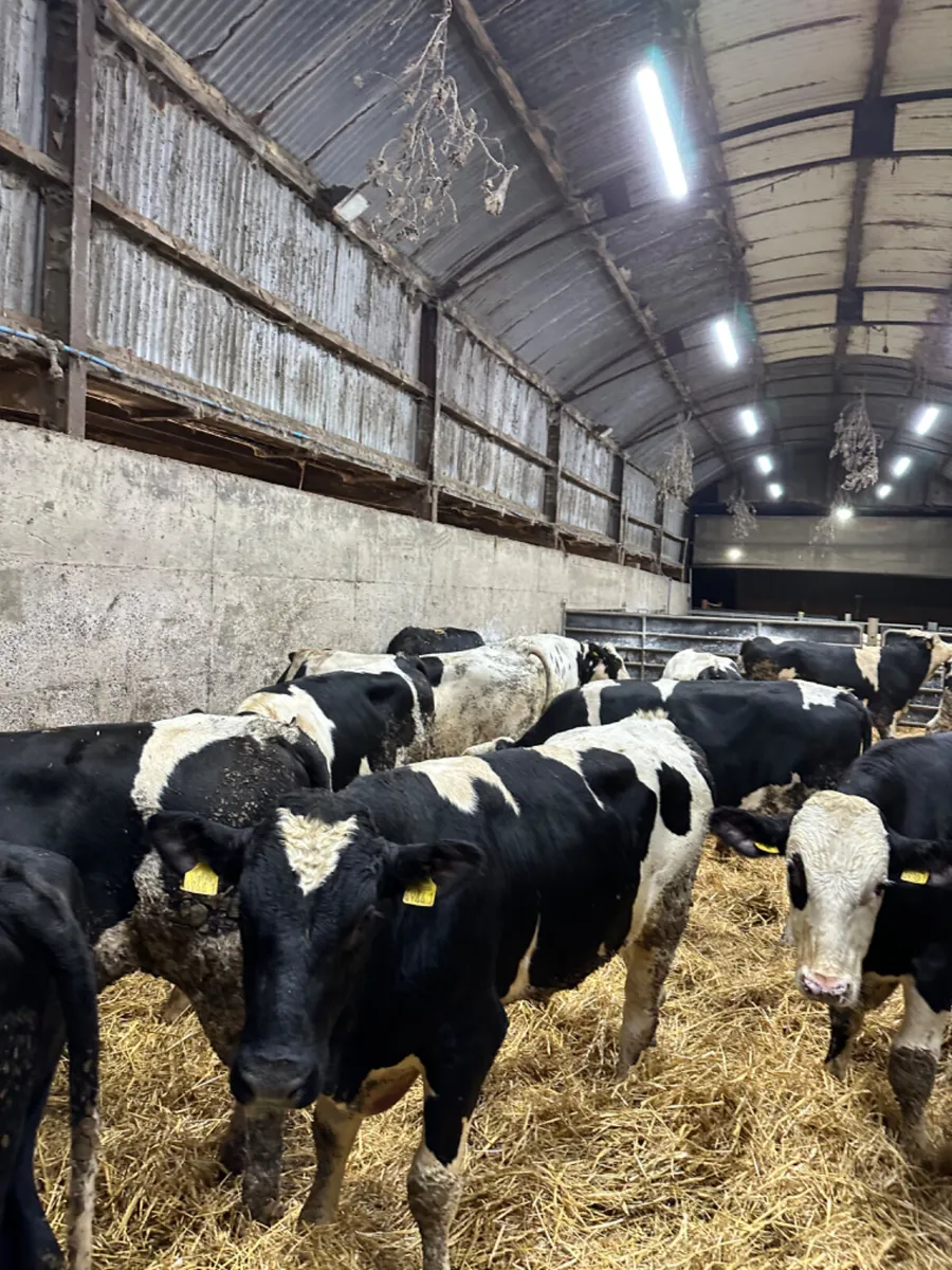 Friesian bulls - Image 2