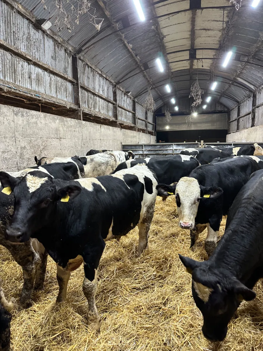 Friesian bulls - Image 1