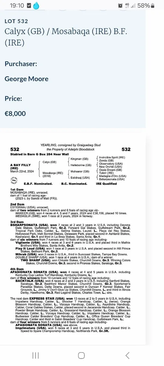 2yr Thoroughbred Gelding - Image 2