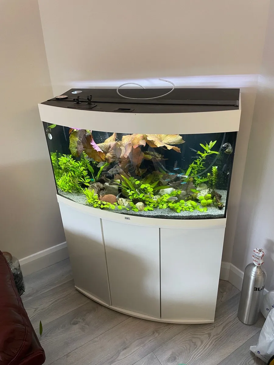 Curved 180L Fish Tank for Sale - Image 1