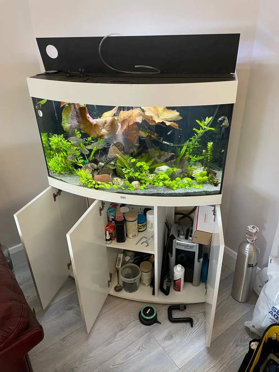 Curved 180L Fish Tank for Sale - Image 2