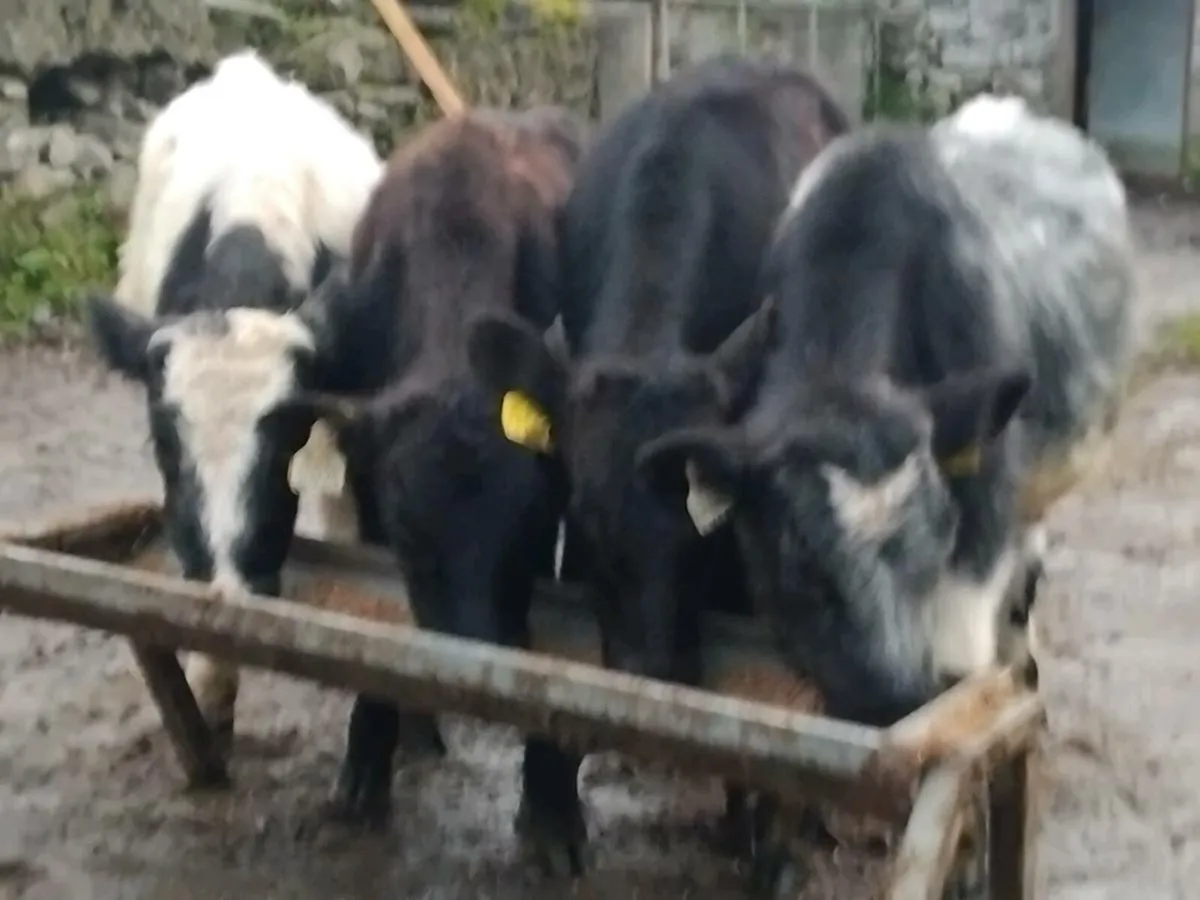 4 Bull Weanlings - Image 3