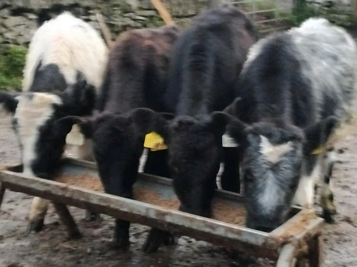 4 Bull Weanlings - Image 2