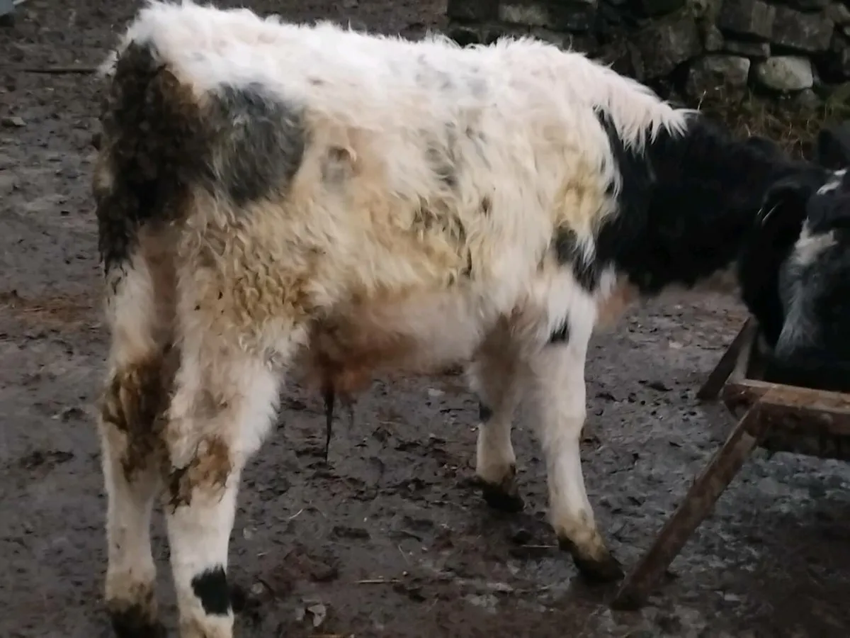 4 Bull Weanlings - Image 4