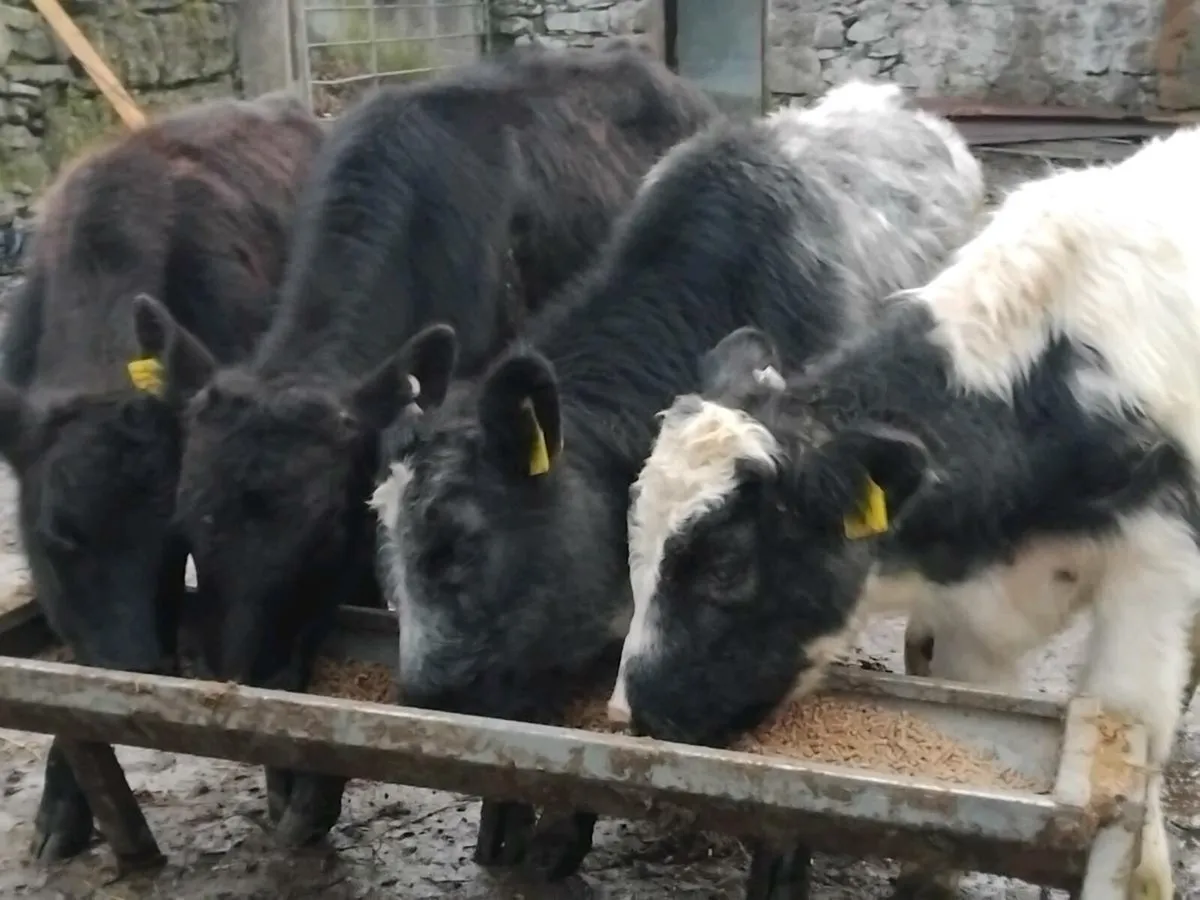 4 Bull Weanlings - Image 1