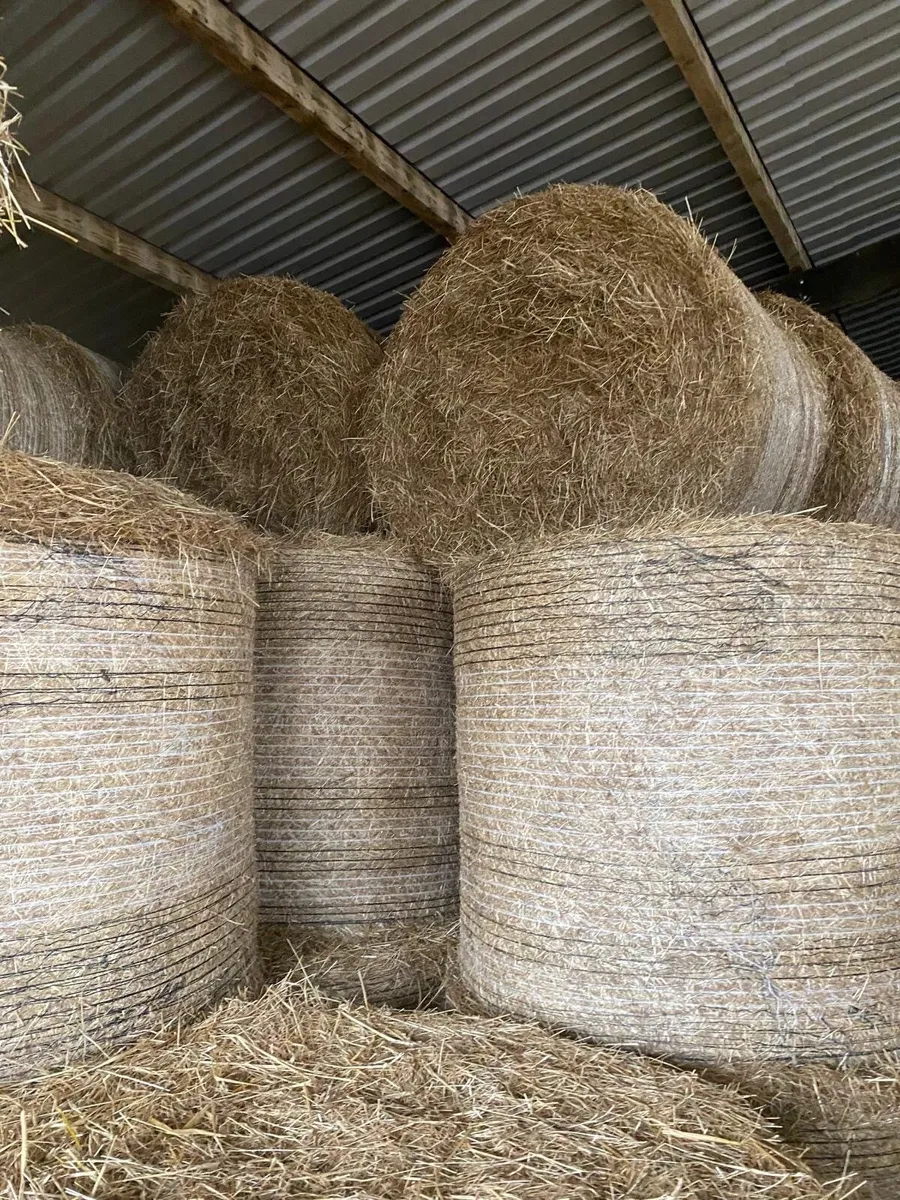 Hay - Image 1