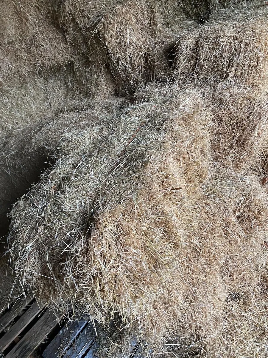 Hay - Image 4