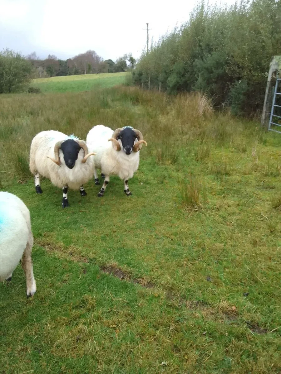 Sis approved scotch hogget ram