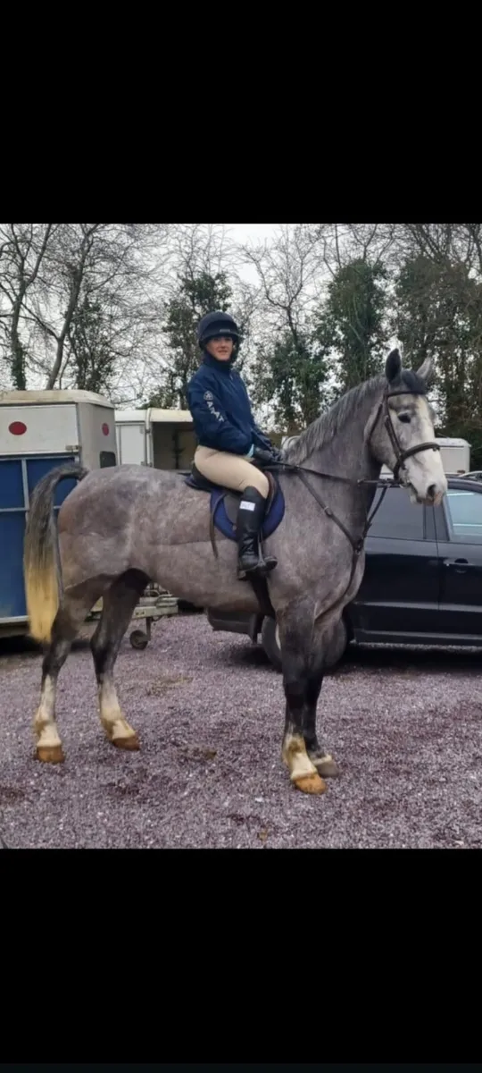 5 yo Luke Skywalker gelding - Image 1