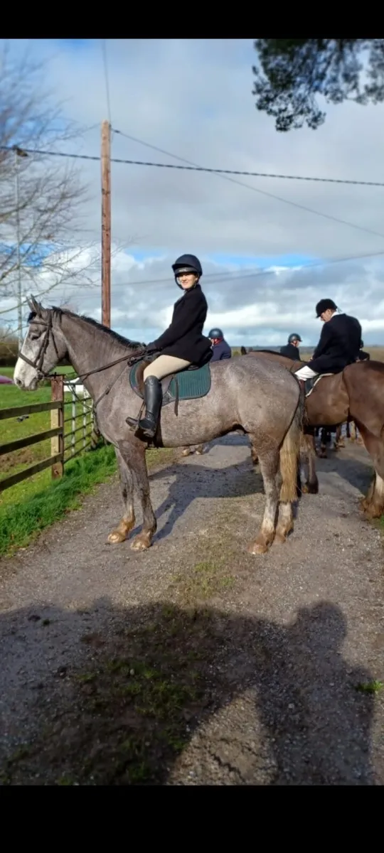 5 yo Luke Skywalker gelding - Image 3